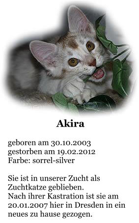 Akira  geboren am 30.10.2003 gestorben am 19.02.2012 Farbe: sorrel-silver  Sie ist in unserer Zucht als Zuchtkatze geblieben. Nach ihrer Kastration ist sie am 20.01.2007 hier in Dresden in ein neues zu hause gezogen.