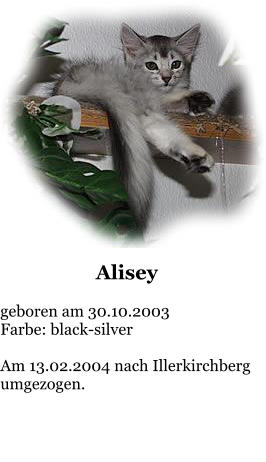 Alisey  geboren am 30.10.2003 Farbe: black-silver  Am 13.02.2004 nach Illerkirchberg umgezogen.