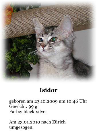 Isidor  geboren am 23.10.2009 um 10:46 Uhr Gewicht: 99 g Farbe: black-silver  Am 23.01.2010 nach Zürich umgezogen.