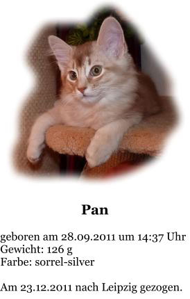 Pan  geboren am 28.09.2011 um 14:37 Uhr Gewicht: 126 g Farbe: sorrel-silver  Am 23.12.2011 nach Leipzig gezogen.