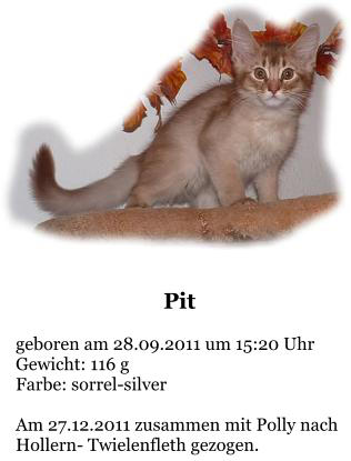 Pit  geboren am 28.09.2011 um 15:20 Uhr Gewicht: 116 g Farbe: sorrel-silver  Am 27.12.2011 zusammen mit Polly nach Hollern- Twielenfleth gezogen.