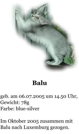 Balu  geb. am 06.07.2005 um 14.50 Uhr, Gewicht: 78g Farbe: blue-silver  Im Oktober 2005 zusammen mit Balu nach Luxemburg gezogen.