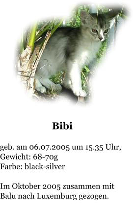 Bibi   geb. am 06.07.2005 um 15.35 Uhr, Gewicht: 68-70g Farbe: black-silver  Im Oktober 2005 zusammen mit Balu nach Luxemburg gezogen.