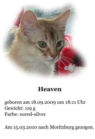 Heaven  geboren am 18.09.2009 um 18:11 Uhr Gewicht: 119 g Farbe: sorrel-silver  Am 15.03.2010 nach Moritzburg gezogen.
