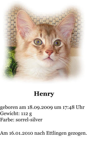 Henry  geboren am 18.09.2009 um 17:48 Uhr Gewicht: 112 g Farbe: sorrel-silver  Am 16.01.2010 nach Ettlingen gezogen.