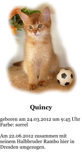 Quincy  geboren am 24.03.2012 um 9:45 Uhr Farbe: sorrel  Am 22.06.2012 zusammen mit seinem Halbbruder Rambo hier in Dresden umgezogen.
