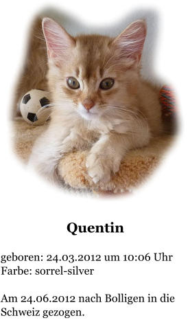 Quentin  geboren: 24.03.2012 um 10:06 Uhr Farbe: sorrel-silver  Am 24.06.2012 nach Bolligen in die Schweiz gezogen.