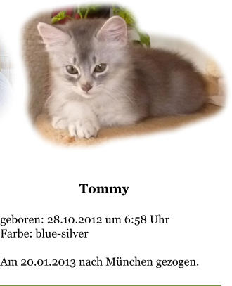 Tommy  geboren: 28.10.2012 um 6:58 Uhr Farbe: blue-silver  Am 20.01.2013 nach Mnchen gezogen.