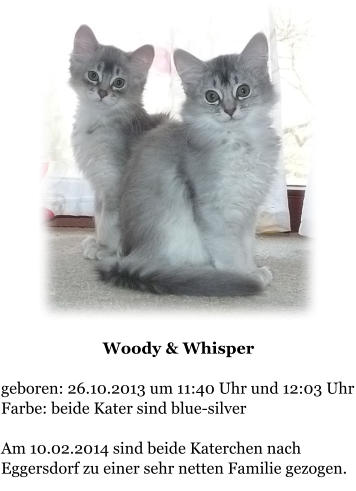 Woody & Whisper  geboren: 26.10.2013 um 11:40 Uhr und 12:03 Uhr Farbe: beide Kater sind blue-silver  Am 10.02.2014 sind beide Katerchen nach Eggersdorf zu einer sehr netten Familie gezogen.