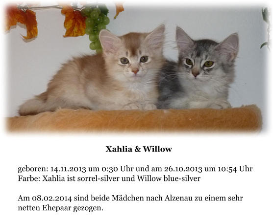 Xahlia & Willow  geboren: 14.11.2013 um 0:30 Uhr und am 26.10.2013 um 10:54 Uhr Farbe: Xahlia ist sorrel-silver und Willow blue-silver  Am 08.02.2014 sind beide Mdchen nach Alzenau zu einem sehr netten Ehepaar gezogen.
