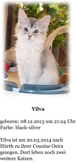 Yilva  geboren: 08.12.2013 um 21:24 Uhr  Farbe: black-silver  Yilva ist am 20.03.2014 nach Hrth zu ihrer Cousine Osira gezogen. Dort leben noch zwei weitere Katzen.