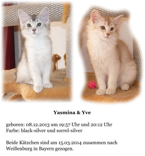 Yasmina & Yve  geboren: 08.12.2013 um 19:57 Uhr und 20:12 Uhr Farbe: black-silver und sorrel-silver  Beide Ktzchen sind am 15.03.2014 zusammen nach Weienburg in Bayern gezogen.