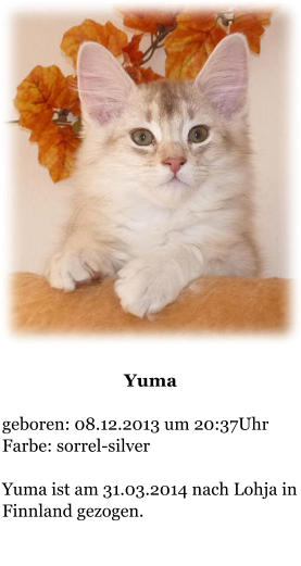 Yuma  geboren: 08.12.2013 um 20:37Uhr  Farbe: sorrel-silver  Yuma ist am 31.03.2014 nach Lohja in Finnland gezogen.